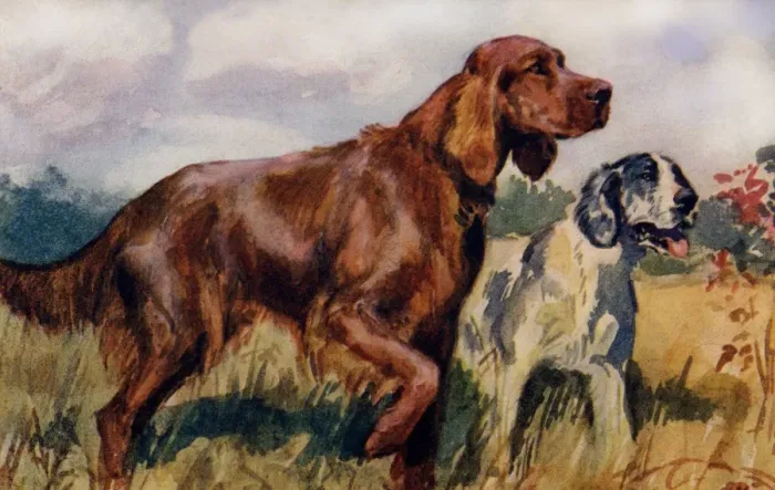Framed Print : Irish & English Setters Framed Print : Irish & English Setters