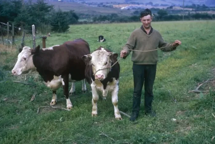 Framed Print : Irish farmer with cattle