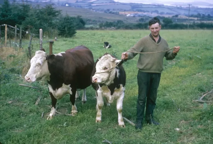 Framed Print : Irish farmer with cattle