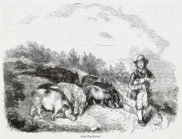 Framed Print : Irish pig drover at work Framed Print : Irish pig drover at work