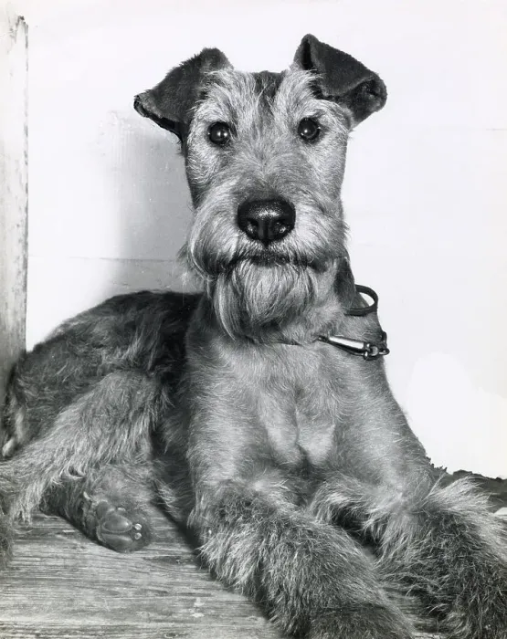 Framed Print : Irish Terrier Framed Print : Irish Terrier