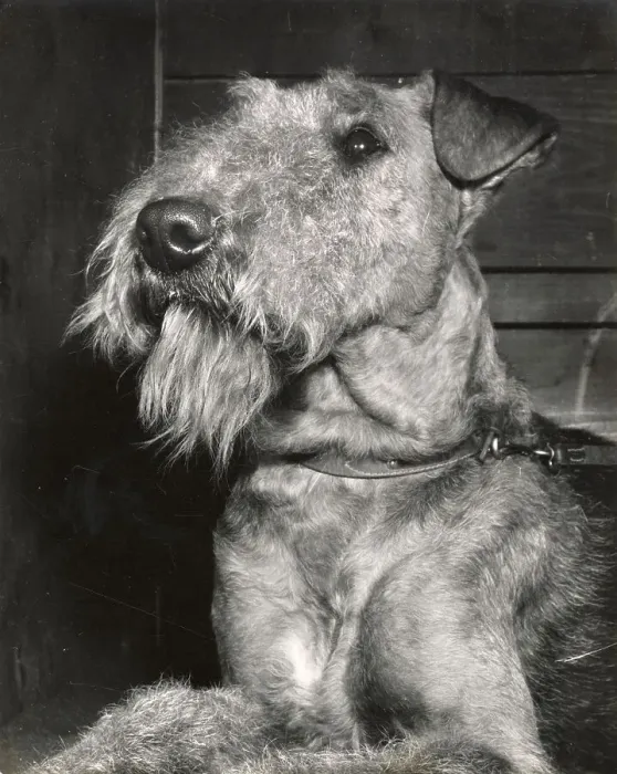 Framed Print : Irish Terrier Framed Print : Irish Terrier