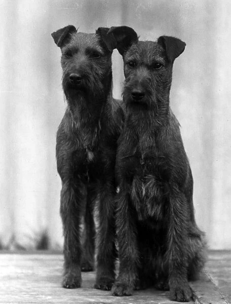 Irish terriers 1938