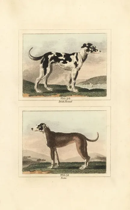 Framed Print : Irish wolf hound and Great Dane Framed Print : Irish wolf hound and Great Dane