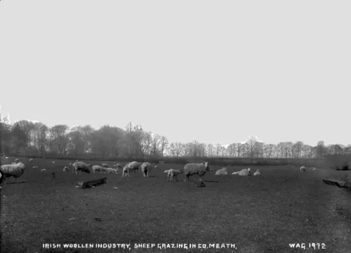 Framed Print : Irish Woollen Industry, Sheep Grazing in Co. Meath Framed Print : Irish Woollen Industry, Sheep Grazing in Co. Meath