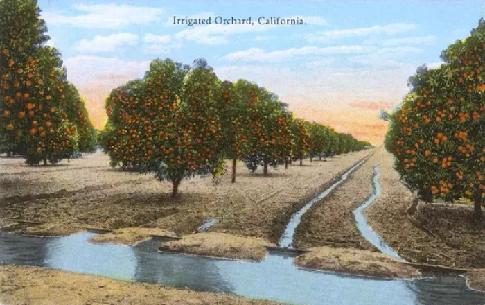Framed Print : Irrigated orchard, California, USA Framed Print : Irrigated orchard, California, USA