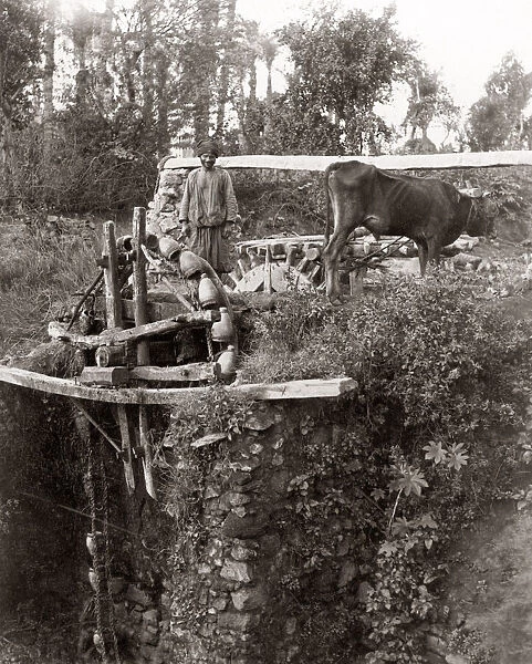 Irrigation by ox driven water wheel, Egypt, c. 1880 s