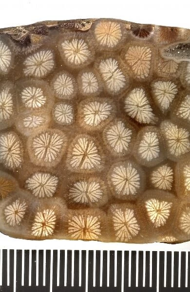 Isastraea oblonga, polished coral