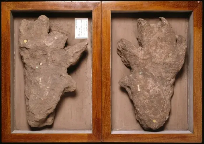 Framed Print : Isochirotherium footprint Framed Print : Isochirotherium footprint