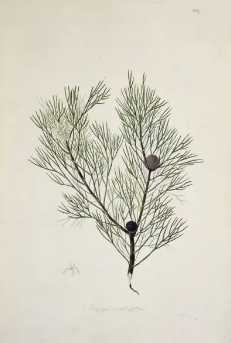 Framed Print : Isopogon anethifolius, narrow leaf drumstick Framed Print : Isopogon anethifolius, narrow leaf drumstick