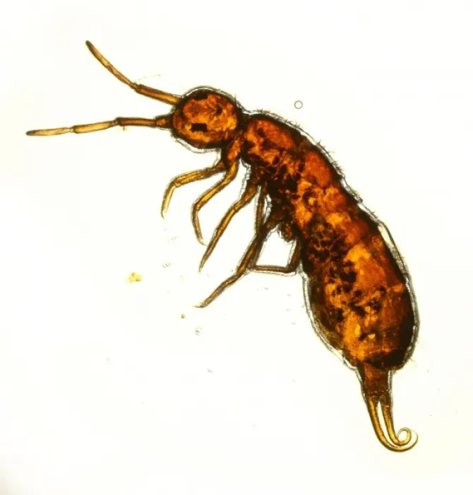 Framed Print : Isotoma viridis, springtail Framed Print : Isotoma viridis, springtail
