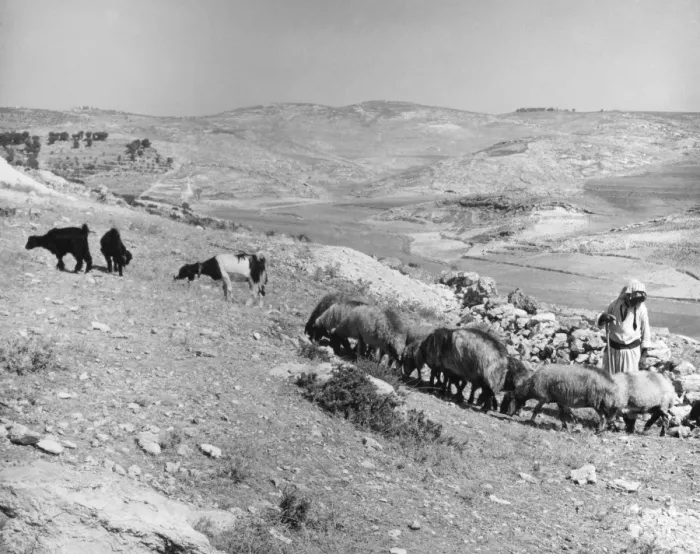 Framed Print : Israeli Shepherd Framed Print : Israeli Shepherd