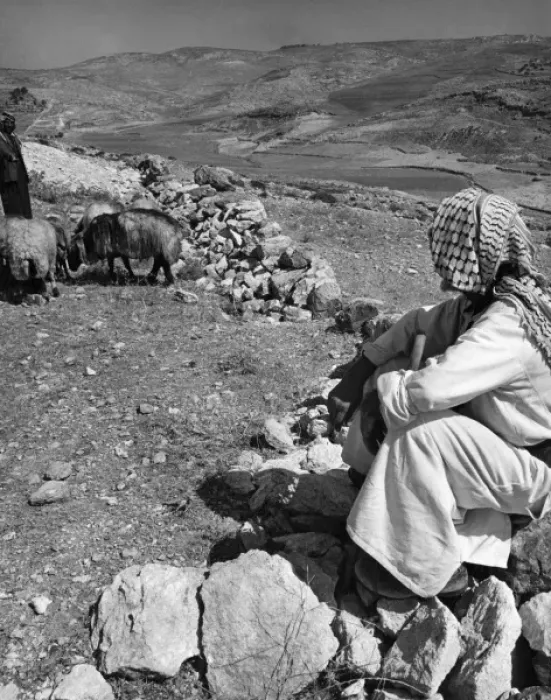 Framed Print : Israeli Shepherd Framed Print : Israeli Shepherd