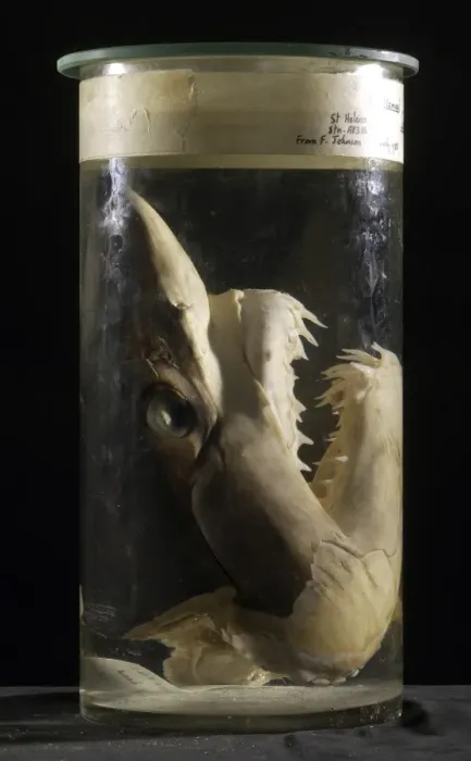 Framed Print : Isurus oxyrinchus, shortfin mako shark Framed Print : Isurus oxyrinchus, shortfin mako shark