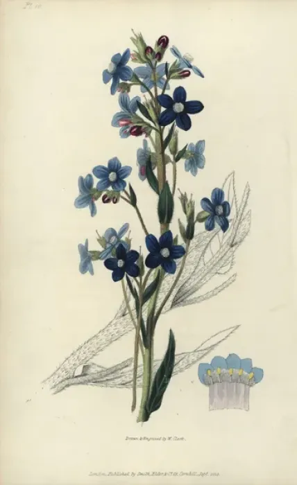 Framed Print : Italian bugloss, Anchusa azurea Framed Print : Italian bugloss, Anchusa azurea