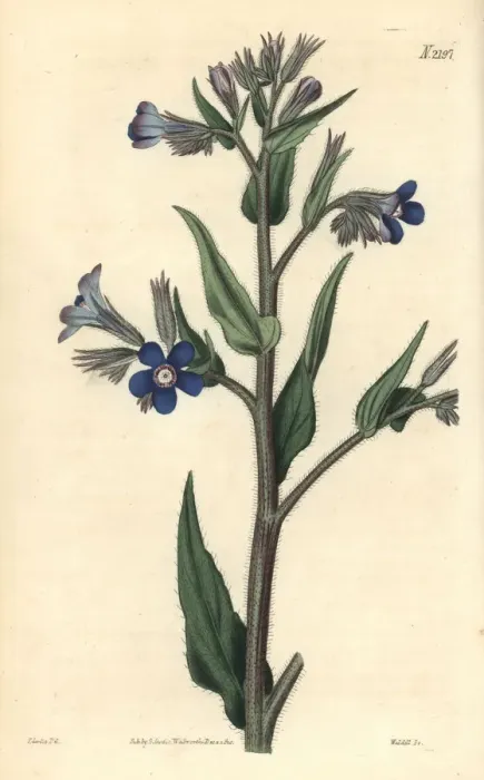 Framed Print : Italian bugloss, Anchusa azurea Framed Print : Italian bugloss, Anchusa azurea