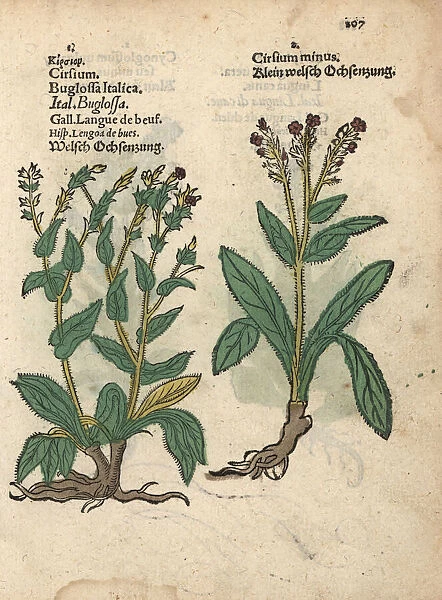Italian bugloss species, Anchusa azurea