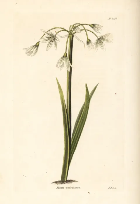 Framed Print : Italian garlic, Allium pendulinum Framed Print : Italian garlic, Allium pendulinum