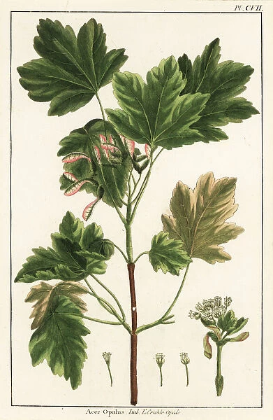 Italian maple, Acer opalus