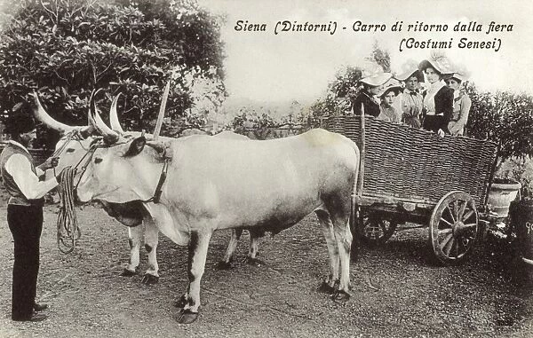 Italian Ox-drawn Chariot