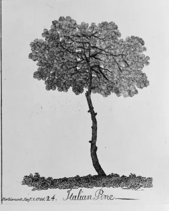 Framed Print : Italian Pine Framed Print : Italian Pine