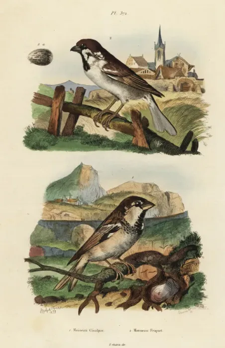 Framed Print : Italian sparrow, Passer italiae, and Eurasian Framed Print : Italian sparrow, Passer italiae, and Eurasian