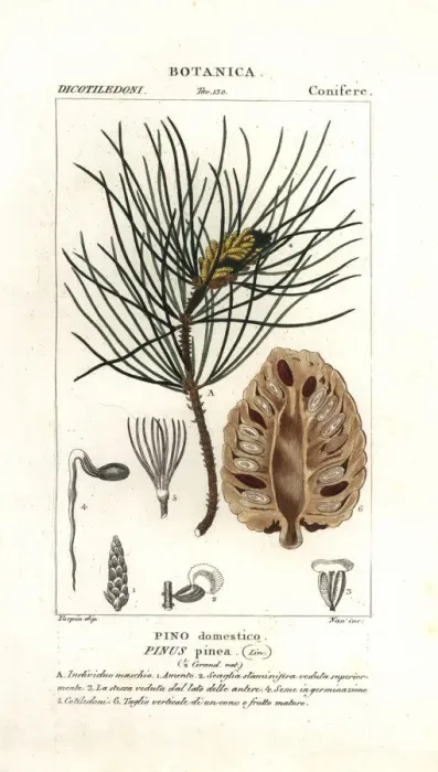Framed Print : Italian stone pine, Pinus pinea Framed Print : Italian stone pine, Pinus pinea