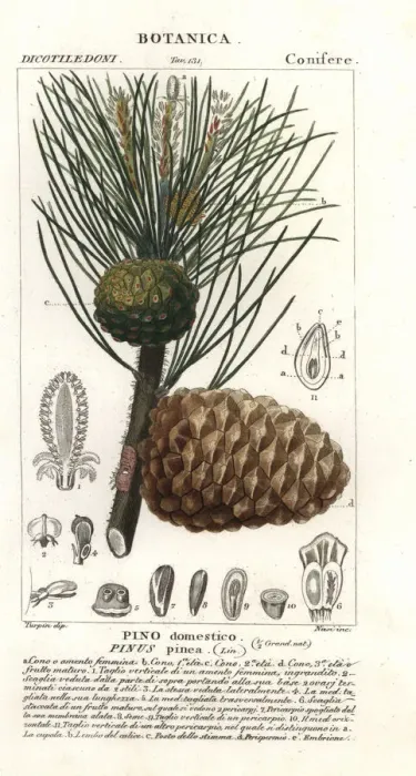 Framed Print : Italian stone pine, Pinus pinea, Pino domestico Framed Print : Italian stone pine, Pinus pinea, Pino domestico