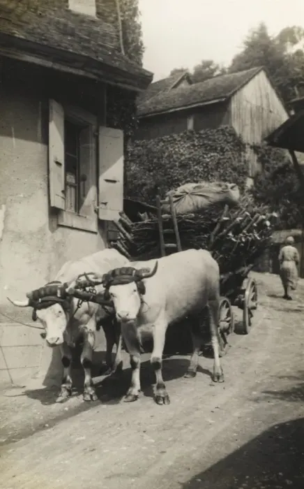 Framed Print : Italy - Ox Wagon Framed Print : Italy - Ox Wagon