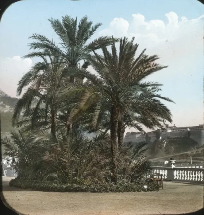 Framed Print : Italy - Palm trees Framed Print : Italy - Palm trees