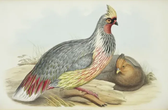 Framed Print : Ithaginis cruentus, blood pheasant Framed Print : Ithaginis cruentus, blood pheasant