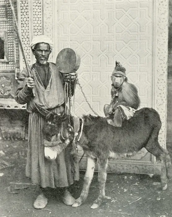 Framed Print : Itinerant musician with monkey and donkey, Cairo, Egypt Framed Print : Itinerant musician with monkey and donkey, Cairo, Egypt
