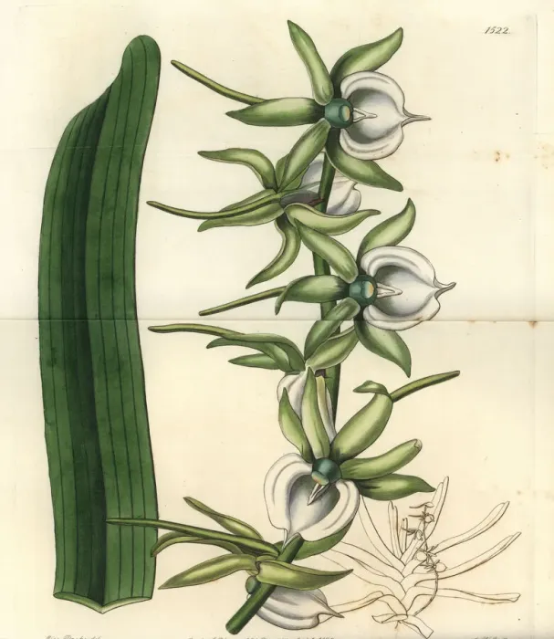 Framed Print : Ivory angraecum orchid, Angraecum eburneum Framed Print : Ivory angraecum orchid, Angraecum eburneum