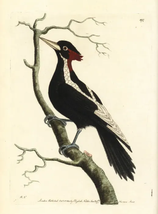 Framed Print : Ivory-billed woodpecker, Campephilus principalis Framed Print : Ivory-billed woodpecker, Campephilus principalis