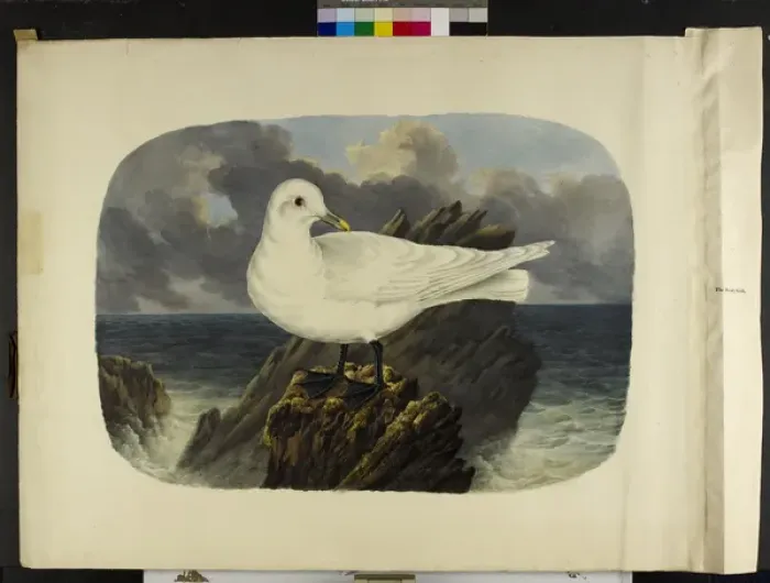 Framed Print : The ivory gull Pagophila eburnea Framed Print : The ivory gull Pagophila eburnea
