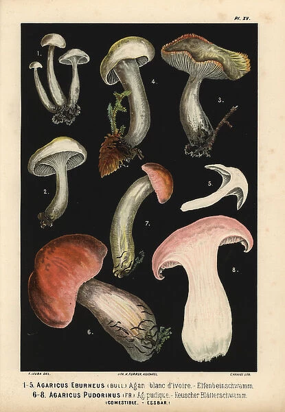 Ivory waxy cap, Hygrophorus eburneus and Hygrophorus
