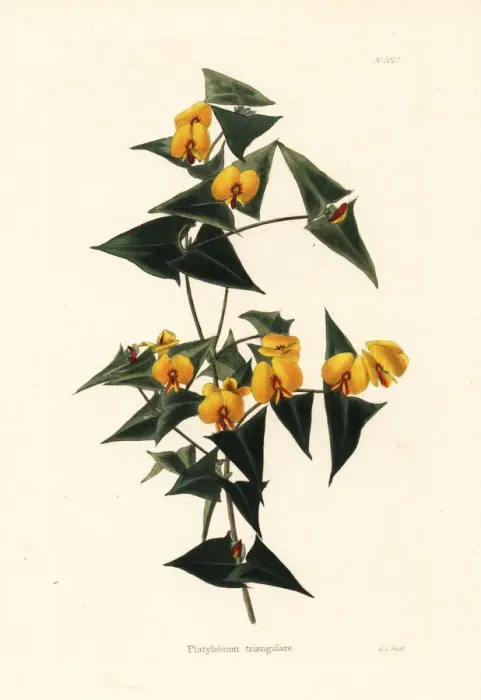 Framed Print : Ivy flat-pea, Platylobium triangulare Framed Print : Ivy flat-pea, Platylobium triangulare