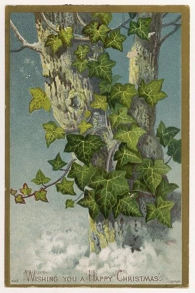 Ivy  /  Tree  /  Greeting Card