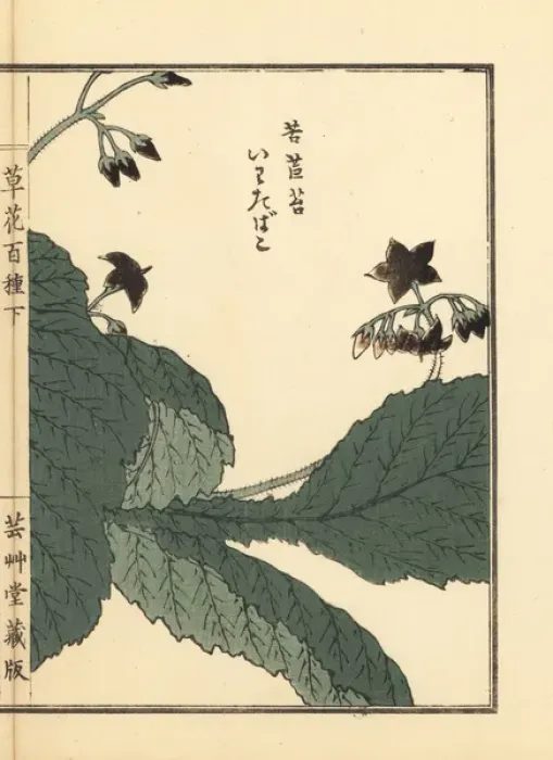 Framed Print : Iwatabako, Conandron ramondioides Framed Print : Iwatabako, Conandron ramondioides