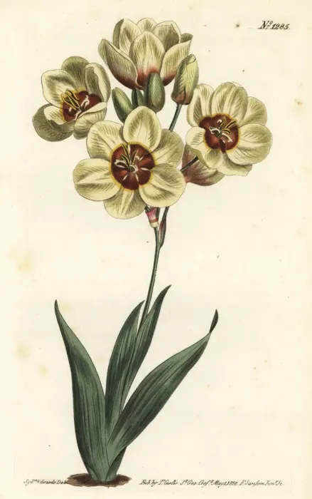 Framed Print : Ixia abbreviata Framed Print : Ixia abbreviata