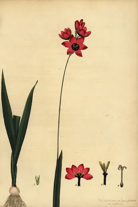 Framed Print : Ixia abbreviata var. ovata. Vulnerable Framed Print : Ixia abbreviata var. ovata. Vulnerable