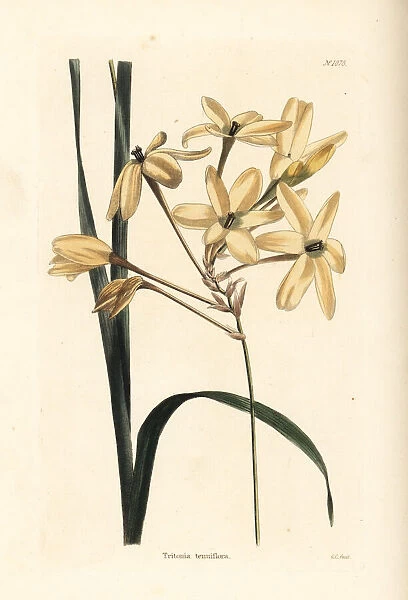 Ixia paniculata