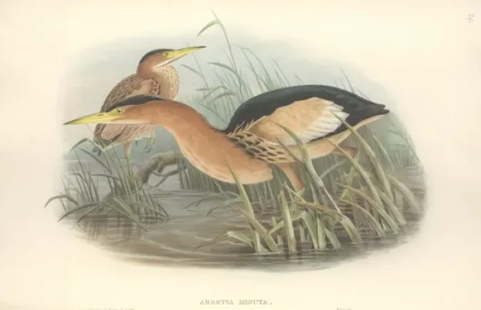 Framed Print : Ixobrychus minutus, little bittern Framed Print : Ixobrychus minutus, little bittern
