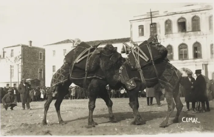 Framed Print : Izmir, Turkey - A Camel fight Framed Print : Izmir, Turkey - A Camel fight
