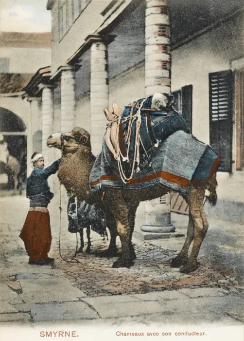 Framed Print : Izmir, Turkey - A Fine Camel Framed Print : Izmir, Turkey - A Fine Camel