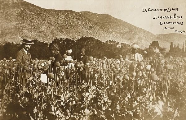 Izmir, Turkey - Opium Cultivation