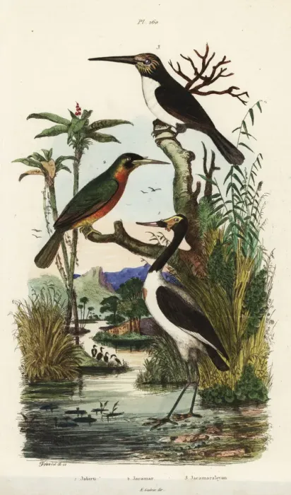 Framed Print : Jabiru mycteria, Galbula ruficauda and Jacamaralcyon Framed Print : Jabiru mycteria, Galbula ruficauda and Jacamaralcyon