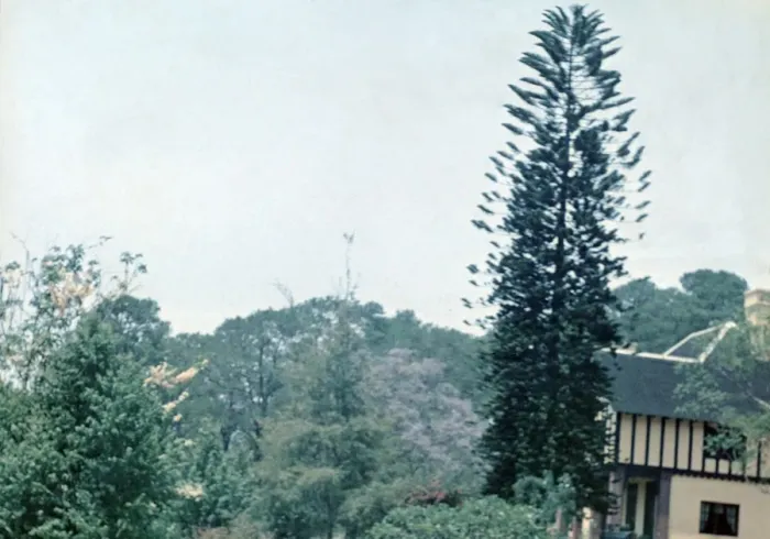 Framed Print : Jacaranda and Deodar trees - Rangoon Framed Print : Jacaranda and Deodar trees - Rangoon