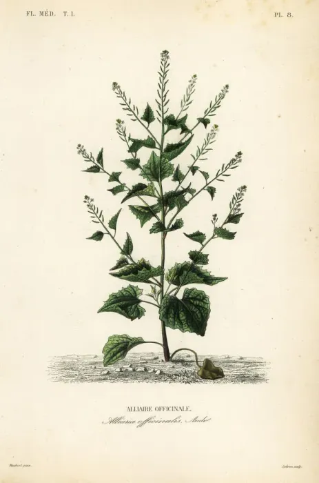 Framed Print : Jack-by-the-hedge, Alliaria petiolata Framed Print : Jack-by-the-hedge, Alliaria petiolata
