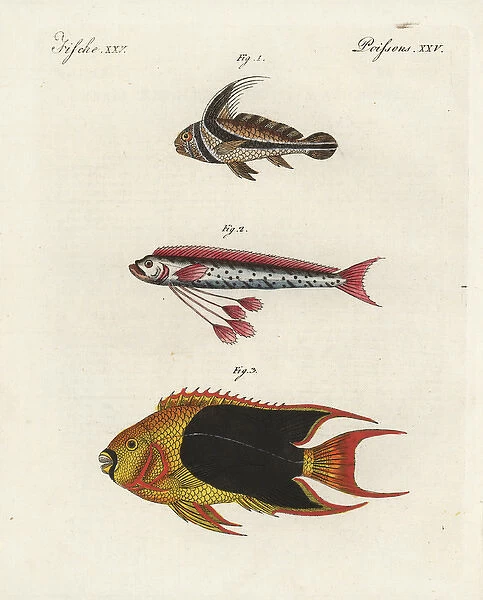 Jack-knifefish, oarfish, and rock beauty angelfish
